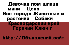 Девочка пом шпица мини  › Цена ­ 30 000 - Все города Животные и растения » Собаки   . Краснодарский край,Горячий Ключ г.